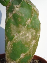 opuntia viral hastalık